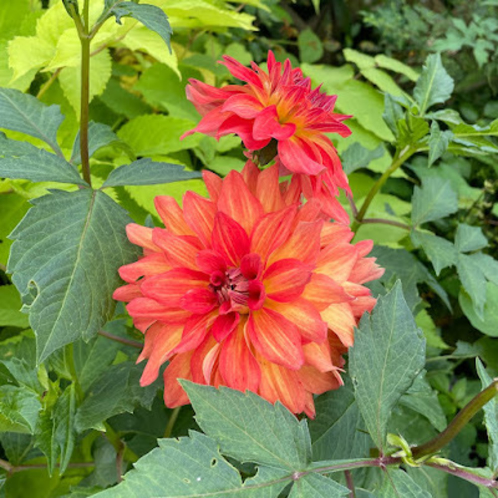 Meet your Posher, Mia